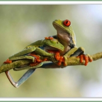 TWO CUTE FROGS