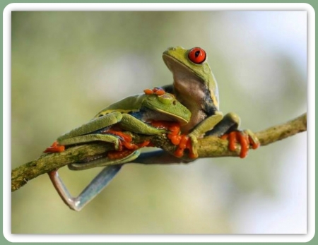 TWO CUTE FROGS - image, two, cute, frogs