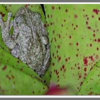 PERONS TREE FROG