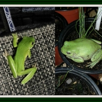 LITTLE GREEN FROGS