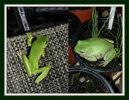 LITTLE GREEN FROGS - two, little, frogs, green