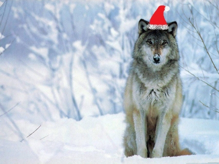 Santa Wolf - winter, funny, cap, snow