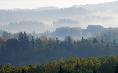 Forest in Latvia - hill, latvia, forest, mist