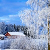 Winter countryside