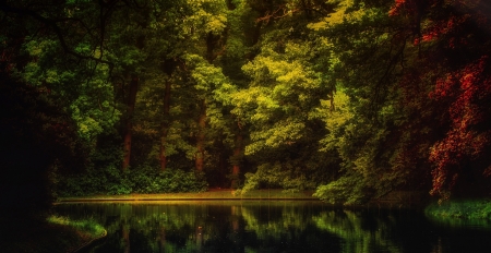 Forest pond - Holland, Trees, Pond, Park, Forest