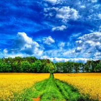 Yellow Field and a Wonderful Blue Sky