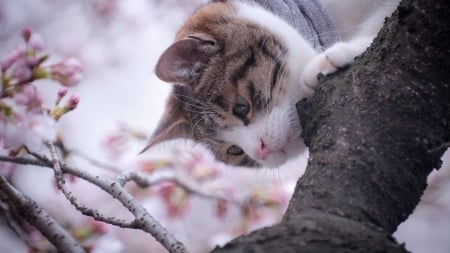 Sweet Cat in a Blossom Tree - trees, cat, blossom, animal, flowers, cute