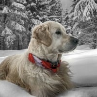 White Dog Sit in the Snow