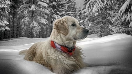 White Dog Sit in the Snow - white, winter, animal, snow, dog