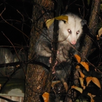 Awesome Autumn Possum