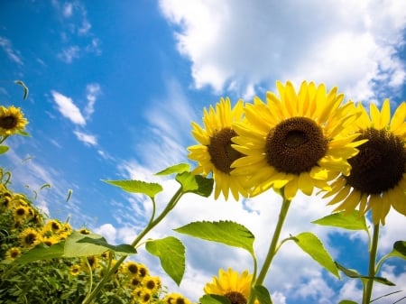 Sunflowers - Flowers, Clouds, Joy, Sunflowers, Sky