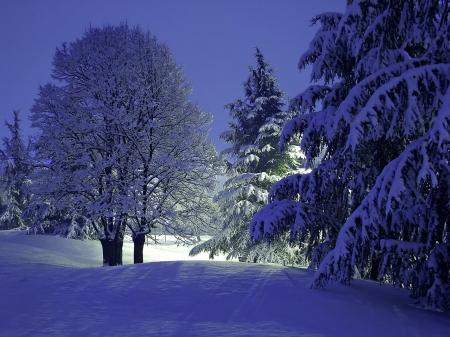 * - Trees, Evening, Winter, Snow