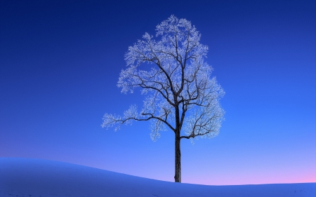 * - winter, sky, tree, snow