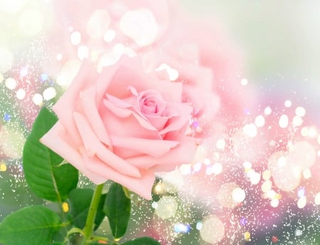 Have a beautiful day! - card, flower, rose, pink, bokeh, trandafir