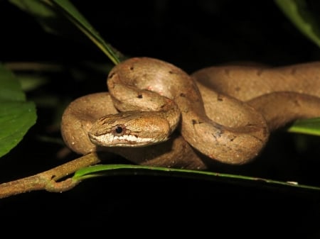 common mock viper - animal, mock, snake, viper