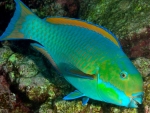 rainbow parrot fish