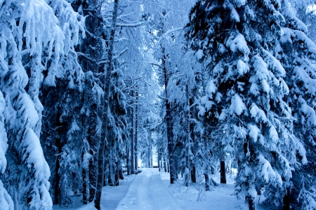 Forest Road - Trees, Forest, Winter, Snow