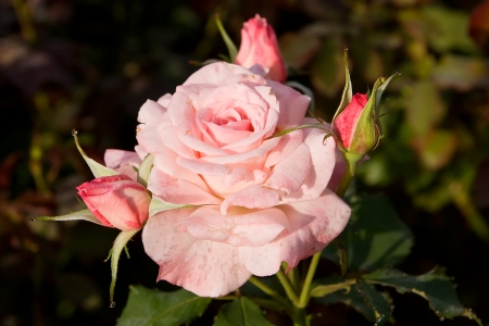 Pink Rose - rose, flower, pink, beautiful