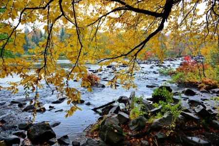 The last days of Autumn - river, nature, tree, autumn