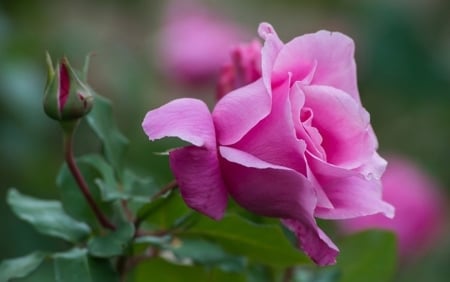 Beautiful rose - rose, nature, pink, garden