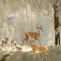 Winter Deer