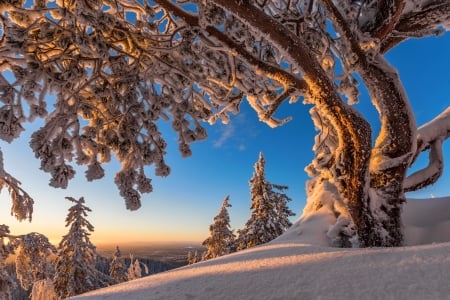 Winter sun - winter, beautiful, snow, slope, frost, mountain, tree, sun