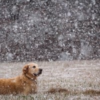 dog in the snow