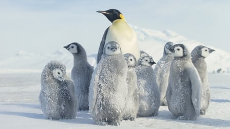 :-) - snow, ice, north pole, penguins