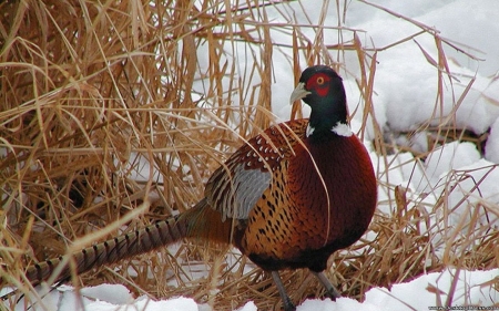 :-) - snow, art, pheasant, painting