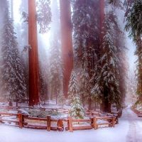 Sequoia National Park in Winter