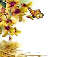 Butterfly and orchids