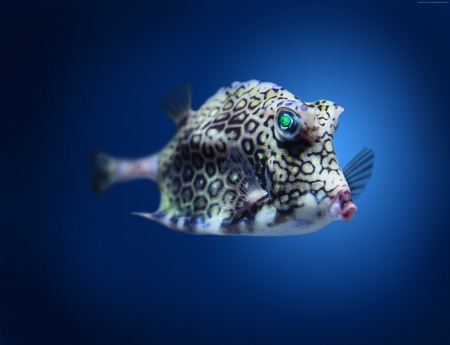 cowfish - fish, animal, sea, cowfish