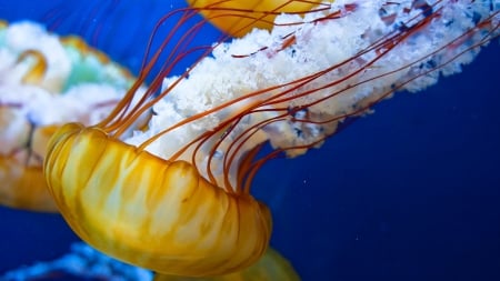 japanese sea nettle - sea, jellyfish, nettle, japanese