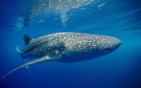 whale shark - animal, ocean, shark, whale