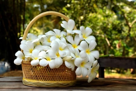 Plumeria - white, summer, flower, plumeria, basket, vara