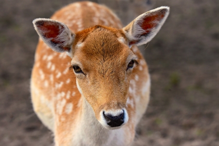 Deer - caprioara, brown, animal, deer