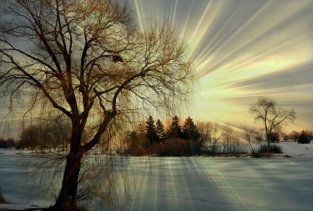 winter light - winter, tree, photographic art, light