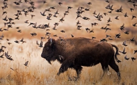 American Bison - Wallpaper, Animal, Bison, American