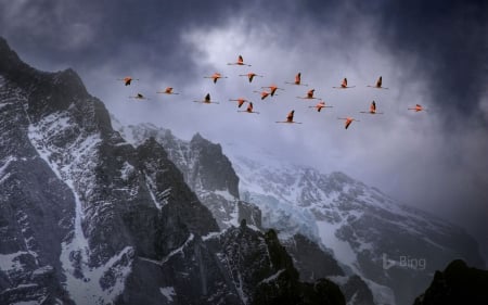 Chillien Flamingoes Torres Del Paine National Park - paine, flamingoes, chillien, park, torres, del, national