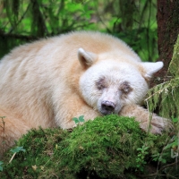 Kermode bear