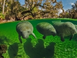 manatee