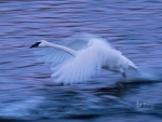 Tundra Swan