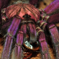 brazilian purple tarantula close up