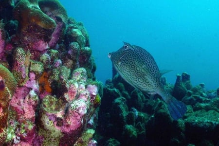 honeycomb cowfish - honeycomb, cowfish, coral, reef