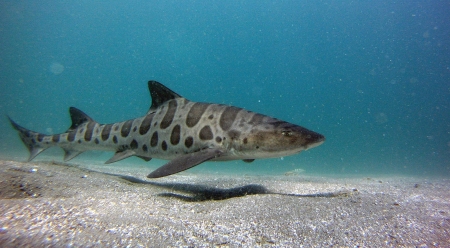 leopard shark - ocean, bed, leopard, shark