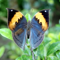 orange oakleaf butterfly