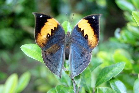 orange oakleaf butterfly - butterfly, oakleaf, orange, leaf