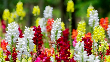 Pretty Flowers - white, green, flowers, yellow