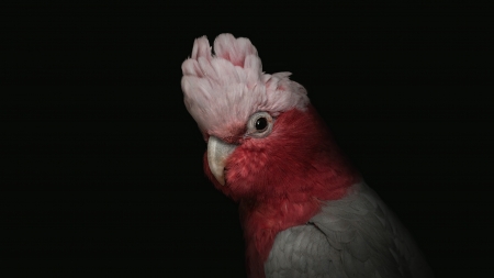 Cockatoo - bird, black, papagal, daniel farcas, cockatoo, parrot, pink