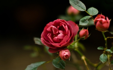 Roses - rose, lovely, red, beautiful